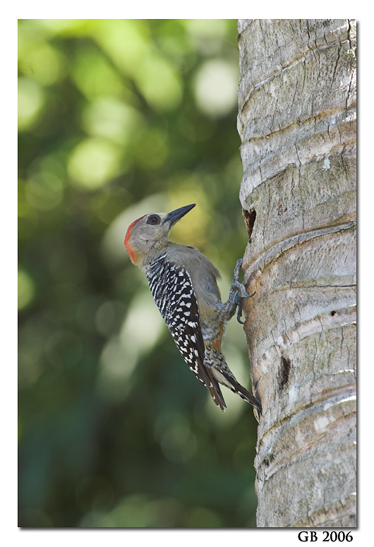 RED-CROWNED WOODPECKER